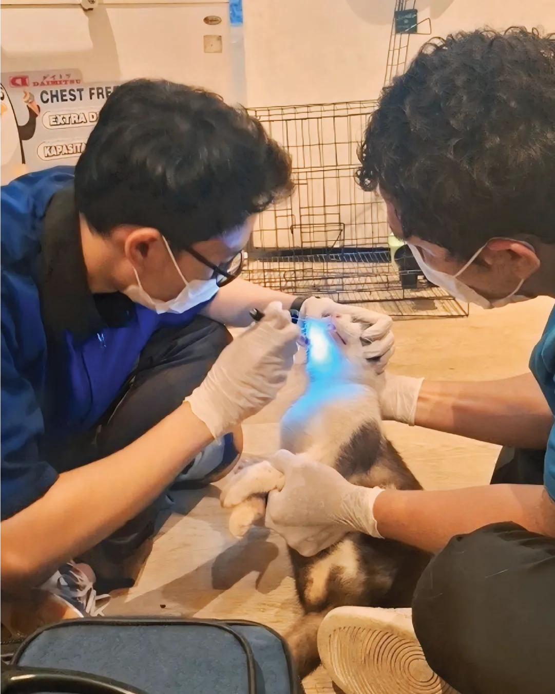 dokumentasi-paravet-16 (1)