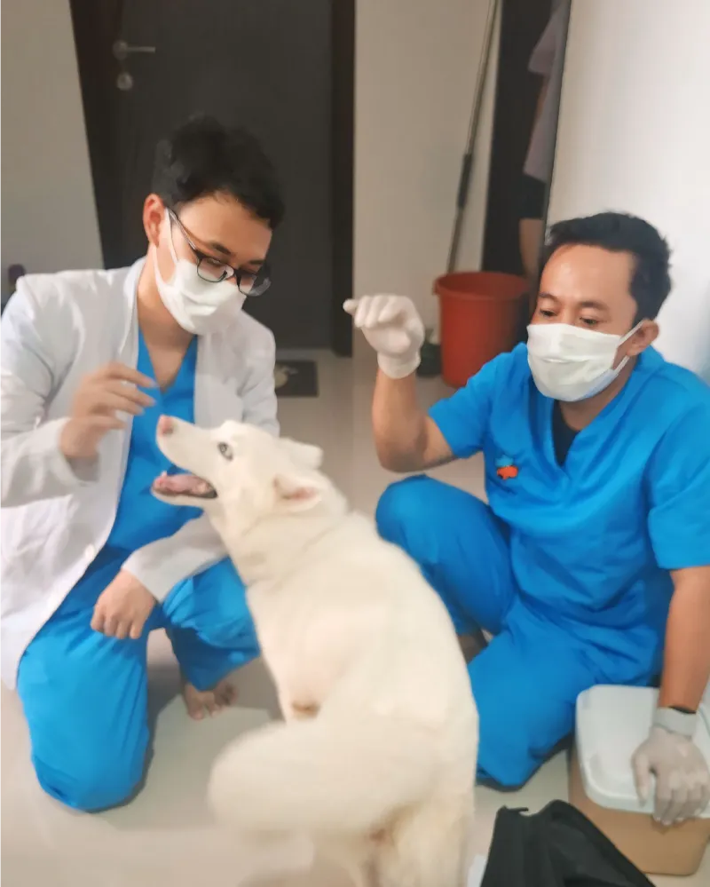 dokumentasi-paravet-home-visit-06