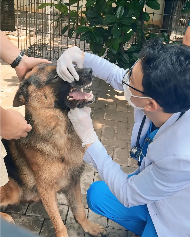 dokumentasi-paravet-home-visit-08